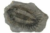 Spiny Delocare (Saharops) Trilobite - Bou Lachrhal, Morocco #189929-3